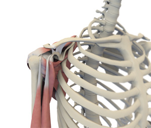 shoulder-anatomy